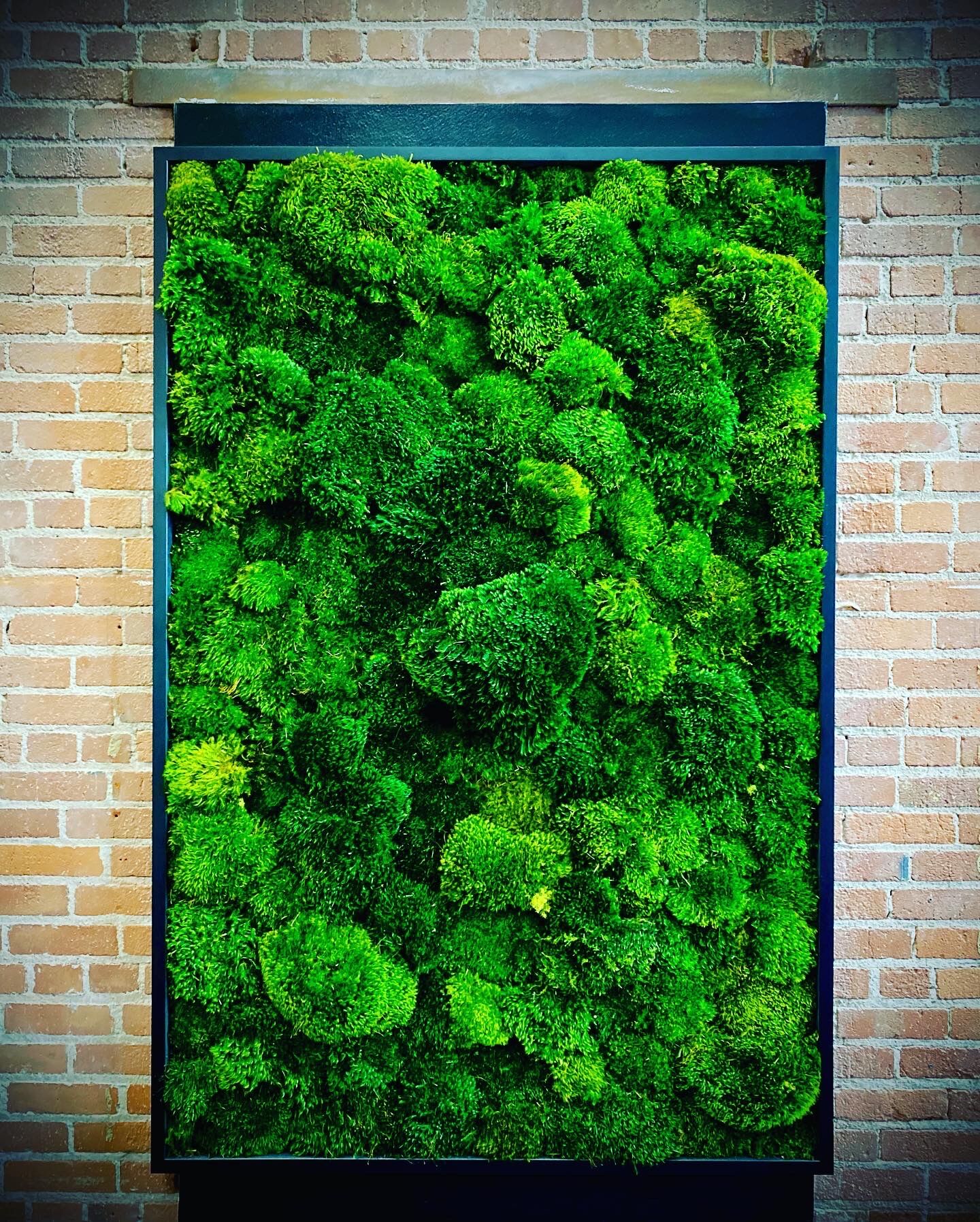 EAG.PillowMossFrame.Vignette.2.2022 | The Fat Plant Society