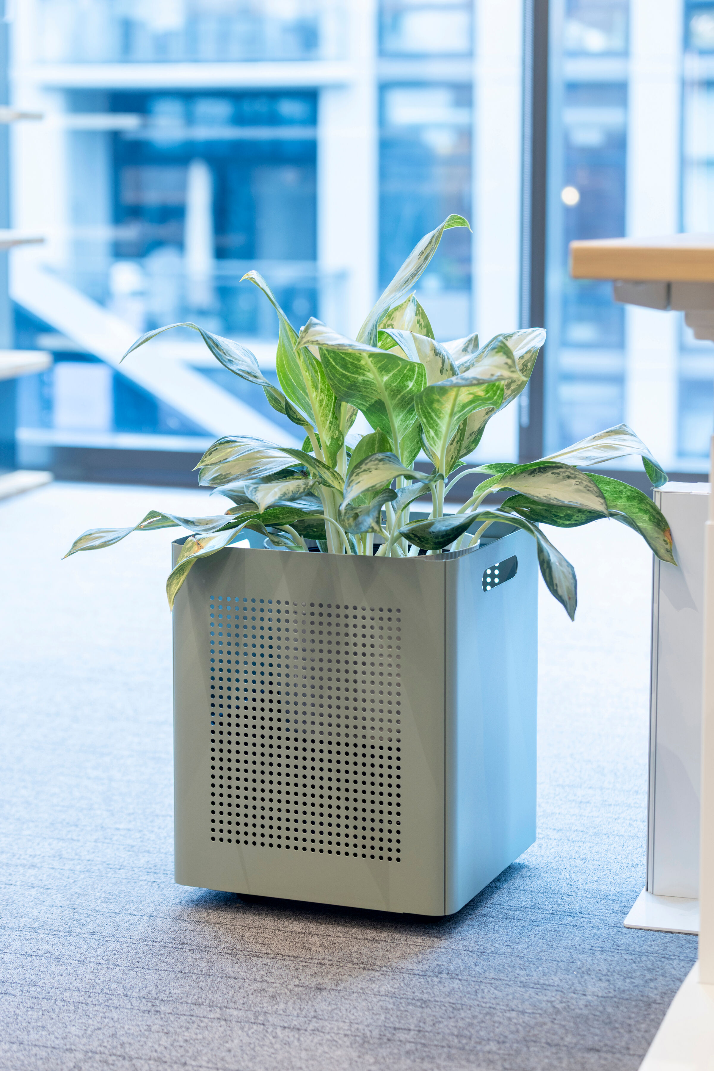 Kuva Planter, Mobile Planter Box, includes 4 (non-locking) casters and heavy-duty plastic planter tray for water resistance.
